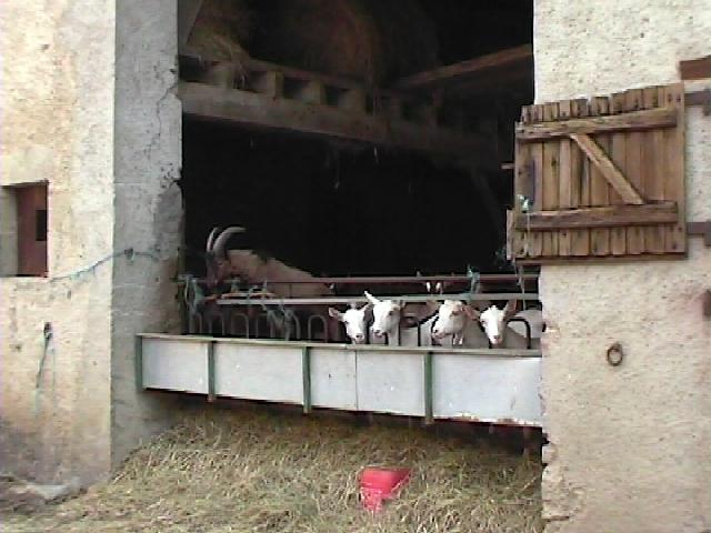 la mise aux bouc